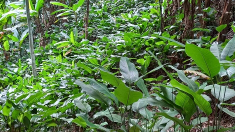 CHAY CO TOONG CHINH XÁU CO BẮP VAN