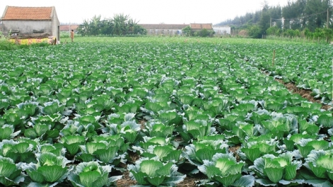 Cấu tồng há lai