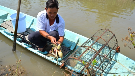 ក្ដីបារម្ភរបស់បណ្ឌិតកសិករ អំពីរបរចិញ្ចឹមក្ដាមនៅកាម៉ាវ។