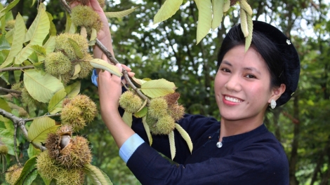 CHƯƠNG TRÌNH KHAY HENG TÀY - NÙNG (Thứ Ba, vằn 23 bươn 12 pi 2025)