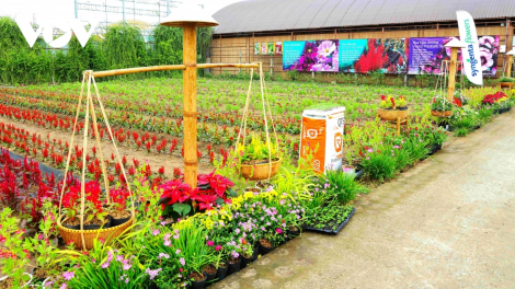 CHREIH CHRAI CAGA KA FESTIVAL BANGU NGAK GHEIH SA DEC