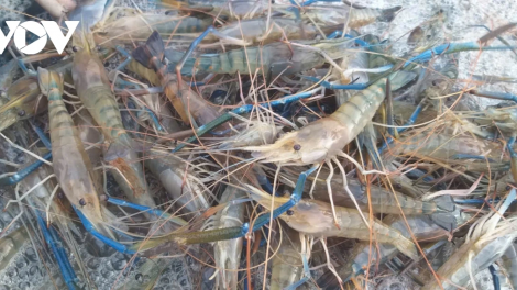 CHREIH SAMBAI BILAN MEK HADANG GIRAONG HIJAO DI HAMU 