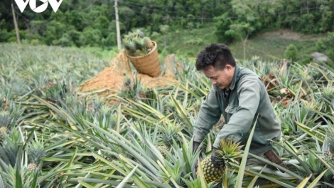 Chương trình phát thành quam Tay thứ 2 mự 8 căm bườn 12 pì 2025	