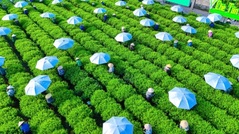 CHƯƠNG TRÌNH KHAY HENG TÀY - NÙNG  (Thứ Bảy, vằn 20 bươn 12 pi 2025)