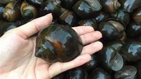 ប្រសិទ្ធភាពនៃគំរូចិញ្ចឹមខ្យងខ្មៅ។