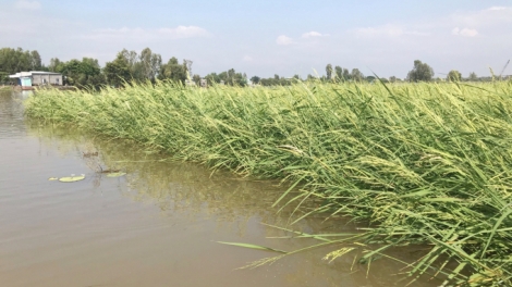 ធ្វើមានពីទម្រង់ស្រូវបង្គា