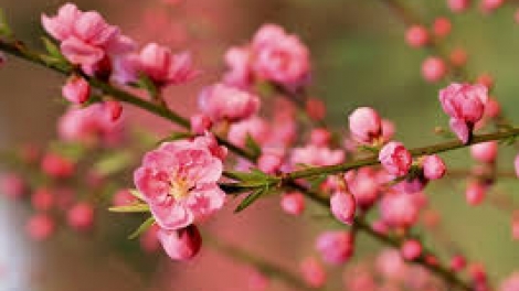 Phiu ro tơdah hơnăm nếo (Vui đón năm mới) 