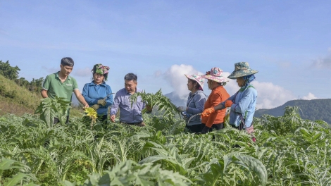 Tsaz yênhx nta suôz luk Hmôngz hmo 16-12-2025