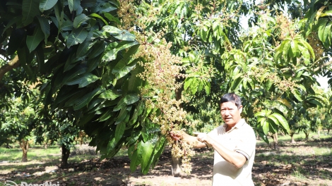 XUÂN THÀNH KHIK KAJAP ASAL KADHA TANUT PALEI PALA BAHRAU 