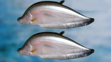 ចាកផុតពីភាពក្រីក្រដោយការចិញ្ចឹមត្រីក្បាលពស់យក្ស និងត្រីស្លាត់