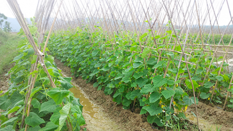 SLON PANG CHAY VẠ NGÒI CHƯỚNG CO THENG