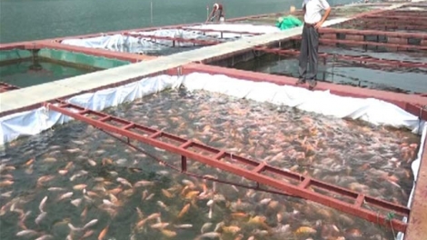 Tsaz yênhx nta suôz luk Hmôngz hnuz 15-12-2025