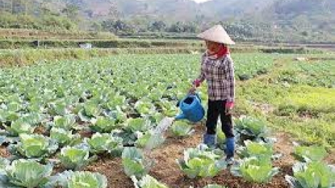 Danak dak sap Cam 01_12_2025