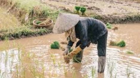 Danak dak sap Cam 03_11_2025