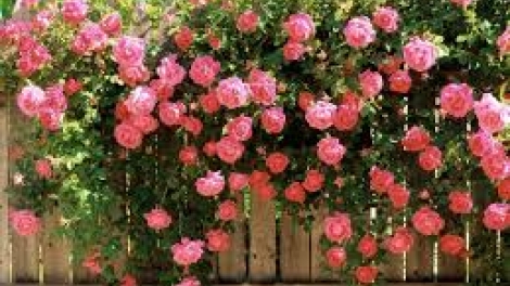 Danak dak sap Cam 30_12_2025