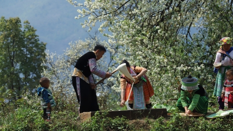 Tsaz yênhx nta suôz luk Hmôngz hnuz 13-12-2025