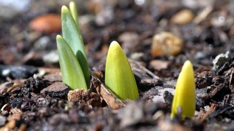 CHAY VẠ NGÒI CHƯỚNG BJOÓC LY PHÔNG LẨP NÈN