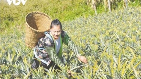 Tsaz yênhx nta suôz luk Hmôngz hmo 17-12-2025