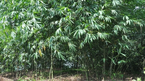 Ngon tô thứ 5 mự 04 căm bườn 12 pì 2025: Ngon tô: “ Khù po hay me na cận hụ”số 17