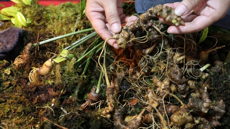 Quảng Ngãi mơnhên troăng prôk la ngiâ chiâng kơpong ki xiâm pêt loăng pơkeăng