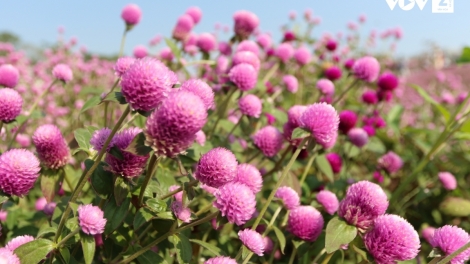 CHƯƠNG TRÌNH KHAY HENG TÀY-NÙNG (Thứ Ba, vằn 16/12/2025)