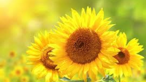 Danak dak sap Cam 22_12_2025