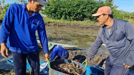 កសិករកាម៉ៅក្នុងយុគសម័យនៃការផ្លាស់ប្តូរឌីជីថល៖ រៀនតាមអ៊ីនធឺណិត ក្លាយជាអ្នកមាននៅស្រុកកំណើតរបស់ខ្លួន។