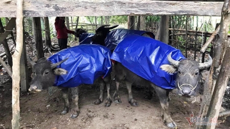 Ngon tô thứ 2 mự 29 căm bườn 12 pì 2025 – Bai thàm lung Quàng Văn Hặc, bản Tìn Tốc, xã Mương Ék, tỉnh Sơn La