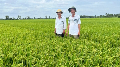 ដុងថាបចងសម្ព័ន្ធទម្រង់ផលិតស្រូវអនុវត្តបច្ចេកវិជ្ជាខ្ពស់ បំភាយឧស្ម័នទាប ពង្រីកគុណប្រយោជន៍។