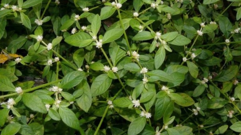 Tơpŭng (hơte) hla hiong – Tơmam xa 'lơ̆ng kơ bơngai Bahnar