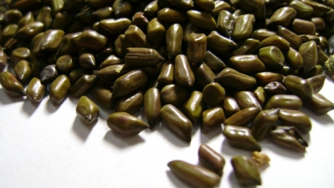 BẠI MÒN ĐÂY PJÒI CÚA MUỐI NHẢ BẺ TÓI XÁU SỨC RÈNG