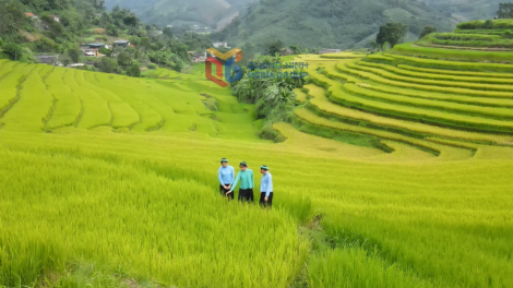 DƯƠNG CHỒM BÚNG ĐÔNG BẮC (QUẢNG NINH)