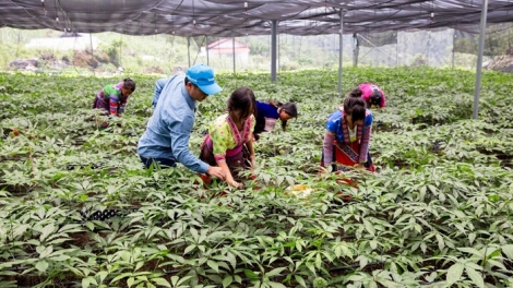 Tsaz yênhx nta suôz luk Hmôngz hnuz 29.01.2026