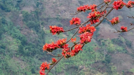 PỈ NOỌNG TỈNH ĐÀI XÁU CHƯƠNG TRÌNH (Chủ Nhật, vằn xo 4 bươn 1 pi 2026)