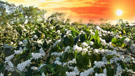 Mùa xuân về với Tây Nguyên