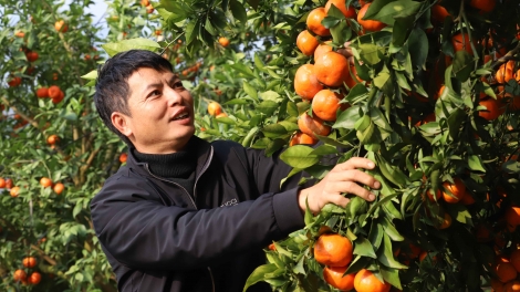 Ngon tô thứ 5 mự 29 căm bườn 1 pì 2026: Kinh tế nông nghiệp dệt piến thái phổng hươn quề Sơn La