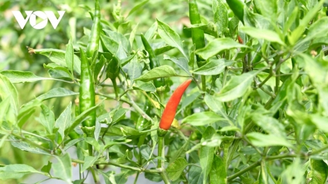 កសិករខេត្តវិញឡុងសប្បាយរីករាយ ខណៈម្ទេសអំណោយផល និងលក់បានតម្លៃខ្ពស់