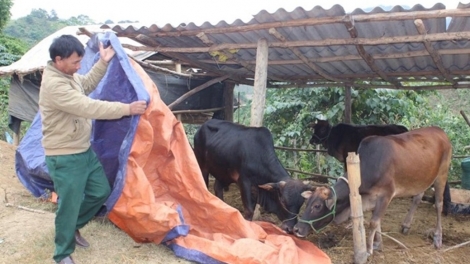 Xor xưv faz Bắc hnuz xiêz 8/1/2026