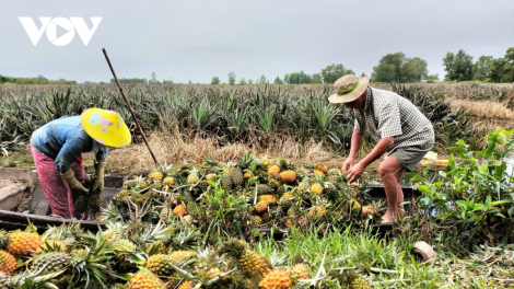 DONG THAP PALA PHUN BAOH MENAH HADAH KRAH, PABLEI HU DI GRAUK DARAK PASAR