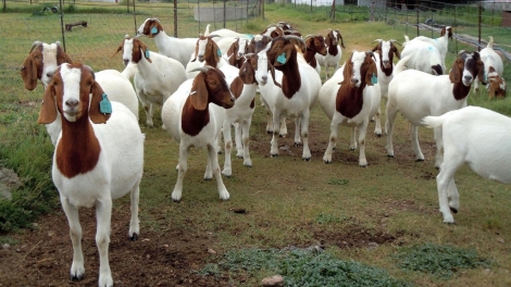 BRUK RAONG PABE TRUH KATHAOT DI XA HÒA BÌNH, TINH CA MAU