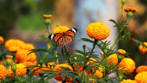 JALAN PALA PHUN CUC VAN THO CHOH BANGU DI TUKVAK TET