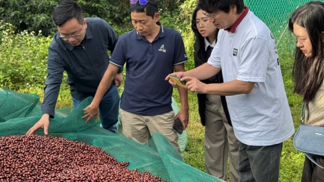 Kơphê Robusta bơkah Việt Nam dê mŭt tàm sơnam pa bal mờ bơta pin dờn mờ kơ̆p kờñ ngan lòt ngài 
