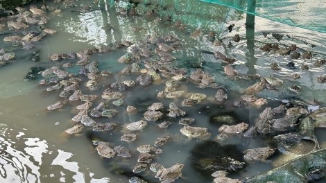 ការជួយផ្ចុងផ្ដើមត្រូវតាមតម្រូវការ និងឆន្ទ:ចាកផុតពីភាពក្រីក្ររបស់ប្រជាជននៅឃុំហុងយ៉ឹង ខេត្តកាម៉ាវ។