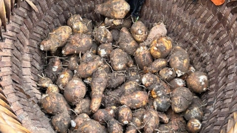 Tzuống nhủng hẩu khzú, cành tzuống miền Lào Cai mài thim nhuồn xiêu