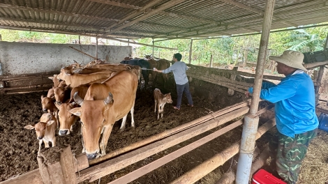 ĐẮK LẮK PA GHIT CHA GROONG PR’LUH COH BH’NĂN, TÊỆM NGĂN ĐH’NĂH BÊL TẾT