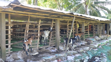 BH’RỢ BĂN BÉ DƯR ZI LÂH ĐHA RƯT COH CHR’VAL HOÀ BÌNH, TỈNH CÀ MAU