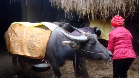 Bùng tangz chuôngz pun tào sanh, che áp thóng tồng há