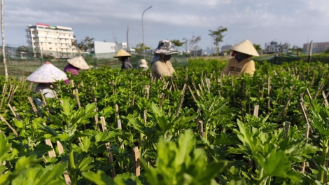 Rŭ glăi mơ̆ng kơthel, plơi bơnga Bình Kiến, Dak Lak tơguan bơyan Têt mơak