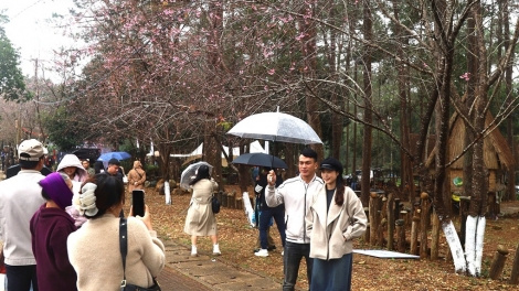 Lòt nhơl Măng Đen: Rùp să dum bò tàm gùl brê bơnơm dờng ơning ơnàng 