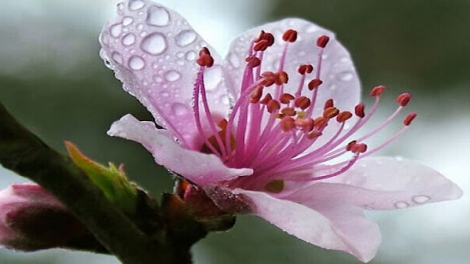 THEN, SLI, LƯỢN HANG TUẦN (Chủ nhật, vằn xo 1 bươn 2 pi 2026)